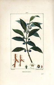 Ipeca veya Ipecacuana - Ipecacuanha, Psychotria emetica, yaprak, çiçek ve kök ile. Chaumeton, Poiret ve Chamberet