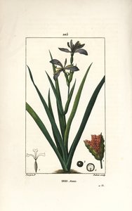 İris fetid veya iris bacağı, kokuşmuş iris - Kokuşmuş iris, İris foetida, çiçek, yaprak ve tohum kabuğu ile. Chaumeton, Poiret ve Chamberet