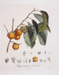 Japon Trabzon hurması veya kaki (Diospyros kaki), Henry Louis Duhamel du Monceau, Pierre Jean Francois Turpin tarafından botanik plaka by Pierre Jean Francois Turpin