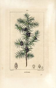 Ardıç ağacı, Juniperus vulgaris, yaprak, meyve ve sap gösteriyor. Chaumeton, Poiret ve Chamberet