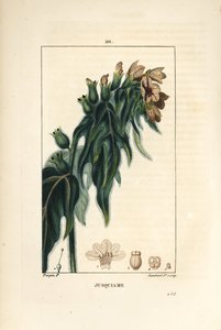 Jusquiame - Zehirli ban, Hyoscyamus vulgaris, çiçek, yaprak ve tohum. Chaumeton, Poiret ve Chamberet