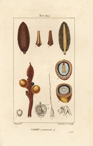 Büyük dal veya büyük sikas tohumları - Kraliçe sago, Cycas circinalis, tohum ve bölüm gösteriyor. Nesli tükenmekte olan. Chaumeton, Poiret ve Chamberet'in “” La'sından Pierre Jean-Francois Turpin'in bir çiziminden Lambert Junior tarafından elle by Pierre Jean Francois Turpin
