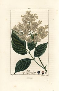 Büyük mürver veya kara mürver - Ortak mürver ağacı, Sambucus nigra. Chaumeton, Poiret ve Chamberet'nin “” La Flore Medicale,” Paris, Panck'ten Pierre Jean-Francois Turpin'in çiziminden Lambert Junior tarafından elle boyanmış noktalı bakır levha by Pierre Jean Francois Turpin