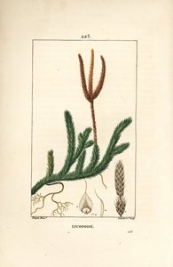 Likopod resmi veya kulüpleri olan çimen - Ortak kulüp yosunu, Lycopodium clavatum. Chaumeton, Poiret ve Chamberet