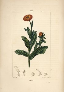 Kadife çiçeği, Calendula officinalis, çiçek, yaprak ve sap ile. Chaumeton, Poiret ve Chamberet