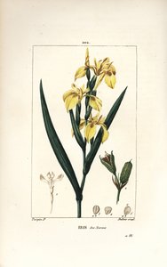 Bataklık İris veya Su Sarı İris - Sarı iris, İris palustris lutea, çiçek, yaprak ve tohum kabuğu. Chaumeton, Poiret ve Chamberet