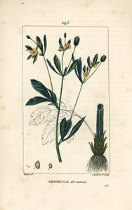 Bataklık caltha, bataklık popülasyonu veya su kadife çiçeği - Bataklık kadife çiçeği veya bataklık karga ayağı, Caltha palustris (Ranunculus palustris), çiçek, yaprak, sap, kök ve tohum ile. Pierre Jea'nın bir çiziminden Lambert Junior tarafından elle  by Pierre Jean Francois Turpin