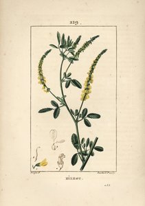 Melilot - Melilot yonca, Melitotus officinarum. Chaumeton, Poiret ve Chamberet