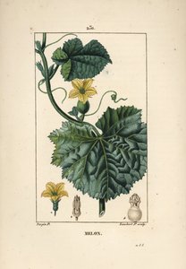 Kavun Çiçekleri - Kavun çiçeği, Cucumis melo, çiçek, yaprak ve dal ile. Chaumeton, Poiret ve Chamberet