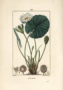 Nenuphar blanc - Beyaz nilüfer, Nymphaea alba, yaprak, çiçek, tohum kabuğu ve tohumlarla. Chaumeton, Poiret ve Chamberet
