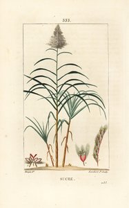 Asil kamış - Şeker kamışı, Saccharum officinarum. Chaumeton, Poiret ve Chamberet