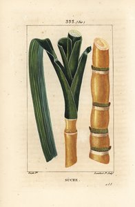 Asil kamış - Şeker kamışı, Saccharum officinarum, sap ve yaprak. Chaumeton, Poiret ve Chamberet