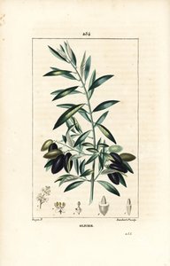 Olivier - Zeytin ağacı, Olea europaea, yaprak, dal, meyve ve tohum ile. Chaumeton, Poiret ve Chamberet