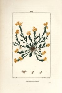 Orpin dönüm - Altın stonecrop, Sedum dönüm. Chaumeton, Poiret ve Chamberet