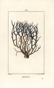 Orseille veya Fransız moru (liken) - Cape Verde adalarından boya için kullanılan Orcein veya archil, Roccella tinctoria, liken. Chaumeton, Poiret ve Chaumeton