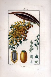 Hurma dalı bir hurma - Hurma, Phoenix dactylifera, bir dalda olgun meyveyi ve kesitte tek tek meyveyi gösterir. Chaumeton