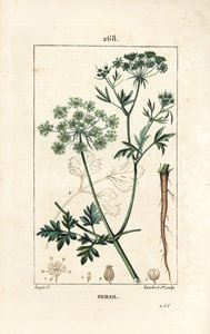 Maydanoz - Çiçek, yaprak, sap, kök ve tohum ile bahçe maydanozu, Petroselinum crispum. Chaumeton, Poiret ve Chamberet
