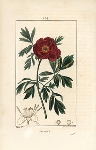 Şakayık officinale - Avrupa şakayık, Paeonia officinalis, çiçek, yaprak ve çiçek parçalarının ana hatlarıyla. Chaumeton, Poiret ve Chamberet