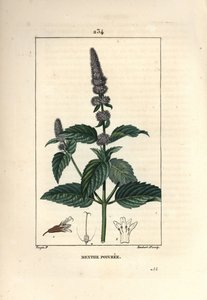 Nane - Nane, Mentha piperita. Chaumeton, Poiret ve Chamberet