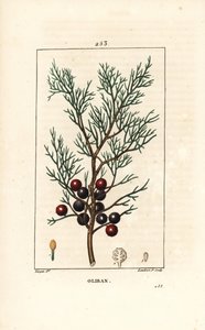 Phenicie veya Lycia Ardıç veya Kırmızı Ardıç - Fenike ardıç, arar veya tütsü, Ardıç phoenicea, dal, yaprak ve meyve ile. Chaumeton, Po
