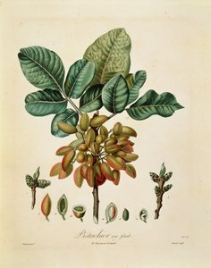 Fıstık (Pistacia vera), Francois Turpin tarafından by Pierre Jean Francois Turpin