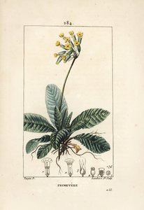 Primevere officinale ou brerelle, guguk kuşu, Herb a la felç, Herb de Saint Paul, primerolle - Cowslip, Primula veris, çiçek, yaprak ve kökleri gösteriyor. Pierre Jean-Francois Turp