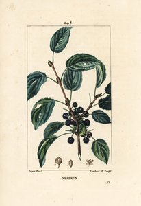 Müshil cehri, Katartik cehri veya resmi cehri - Tahliye cehri, Rhamnus cathartica. Chaumeton, Poiret ve Chamberet