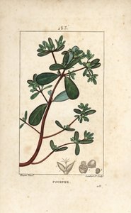 Semizotu, Porselen, Porculaca oleracea, yaprak, sap ve çiçek ile. Chaumeton, Poiret ve Chamberet