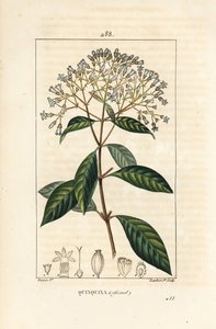 Quinquina - Quinine veya Peru kabuğu ağacı, Cinchona officinalis, çiçek, dal, yaprak ve tohum ile. Chaumeton, Poiret ve Chamberet