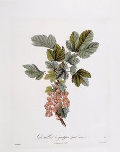 Frenk üzümü (Ribes rubrum), Henry Louis Duhamel du Monceau, Pierre Jean Francois Turpin tarafından botanik plaka by Pierre Jean Francois Turpin