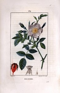 Berry (kuşburnu veya kuşburnu) ve gül ile kuşburnu dalı - Yabani yaban gülü, Rosa canina, çiçek, tomurcuk ve kuşburnu ile. Chaumeton, Poiret ve C
