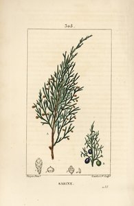 Sabine ardıç, Juniperus sabina, dut, yaprak, sap ve tohum ile. Chaumeton, Poiret ve Chamberet