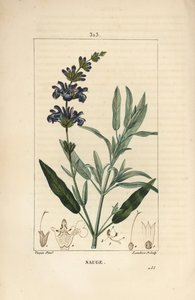 Adaçayı officinale - Ortak adaçayı, Salvia officinalis, çiçek, yaprak, sap ve tohum ile. Chaumeton, Poiret ve Chamberet
