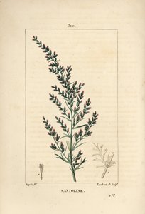 Adaçayı çeşidi - Solucan tohumu veya Tatarian güney ağacı, Artemisia santonicum. Chaumeton, Poiret ve Chamberet
