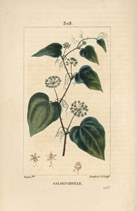 Salsepareille veya Dağ Granon, Dikenli Gündüzsefası, Dikenli Liset - Kaba gündüzsefası veya sarsaparille, Smilax aspera, çiçek, gövde, dal, yaprak ve tohum ile. Pierre Jean-Francois Tu