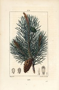 Sarıçam - Yabani çam ağacı veya Sarıçam, Pinus sylvestris, dallı, iğneli ve çam kozalaklı. Chaumeton, Poiret ve Chamberet