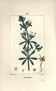 Scratteron veya rible, grateron, dil çizik, gaille - Kaz otu, Galium aparine. Chaumeton, Poiret ve Chamberet