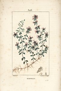 Serpolet veya kekik serpolet - Sürünen kekik veya yabani kekik, Thymus serpyllum, çiçek, yaprak, sap ve kök ile. Chaumeton, Poiret ve Chamberet