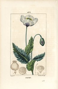 Uyuyan haşhaş, haşhaş veya bahçe haşhaşı - Bahçe veya haşhaş haşhaşı, Papaver somniferum, çiçek, yaprak ve tohum kabuğu ile. Chaumeton, Poiret ve C