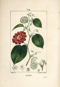 Smilax Variety - Çin smilax, Smilax çin, çiçek, dal, yaprak ve meyve ile. Chaumeton, Poiret ve Chamberet