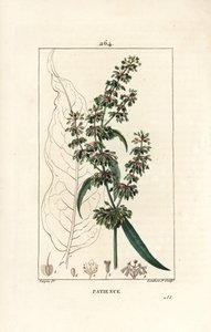 Spinard kuzukulağı sabır des moines - Sabır rıhtım, Rumex hasta, çiçek, sap, yaprak, tohum ve yaprak anahatlı. Chaumeton, Poiret ve Poiret