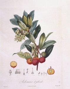 Çilek ağacı (Arbutus unedo), Henry Louis Duhamel du Monceau, Pierre Jean Francois Turpin tarafından botanik plaka