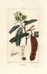 Demirhindi - Demirhindi, Demirhindi indica, çiçek açan çiçek, yaprak ve tohum kabuğu. Chaumeton, Poiret ve Chamberet'nin “” La Flore Medicale,” Paris, Panc'tan Pierre Jean-Francois Turpin'in çiziminden Lambert Junior tarafından elle boyanmış no by Pierre Jean Francois Turpin