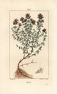 Kekik, Thymus vulgaris, gösterme, çiçek, yaprak, gövde ve kök. Chaumeton, Poiret ve Chamberet