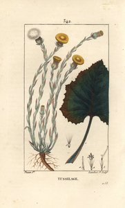 Tussilage ou pas d'donkey - Colts ayağı, Tussilago fara, çiçek, yaprak, gövde ve kök ile. Chaumeton, Poiret ve Chamberet'nin “” La Flore Medicale'sinden Pierre Jean-Francois Turpin'in çiziminden Lambert Junior tarafından elle boyanmış nokta by Pierre Jean Francois Turpin