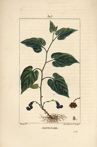 Virginia Snakeroot - Virginia yılan kökü, Aristolochia serpentaria, çiçek, yaprak, sap, tohum ve kök ile. Chaumeton, Poiret ve Chamberet
