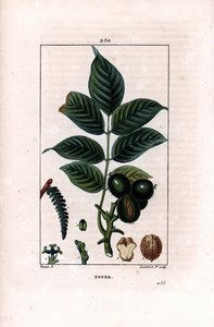 Fındıklı ceviz dalı - Ceviz ağacı, Juglans regia, dallı, yapraklı, olgun meyveli, kabuklu ve kesitli fındık. Chaumeton, Poiret ve Odası