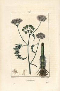 Su damlası veya baldıran otu, Oenanthe aquatica (Phellandrium aquatica), çiçek, yaprak, sap ve kök ile. Chaumeton, Poiret ve Chamberet