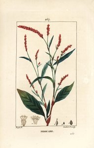 Su biber knotwee - Su-biber, Persicaria hydropiper (Polygonum hydropiper), çiçek, sap ve yaprak ile. Chaumeton, Poiret ve Chamberet
