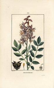 Çiçekler, yapraklar, tohumlar ve tüylü meyve gösteren beyaz dictamnus albus. Chaumeton